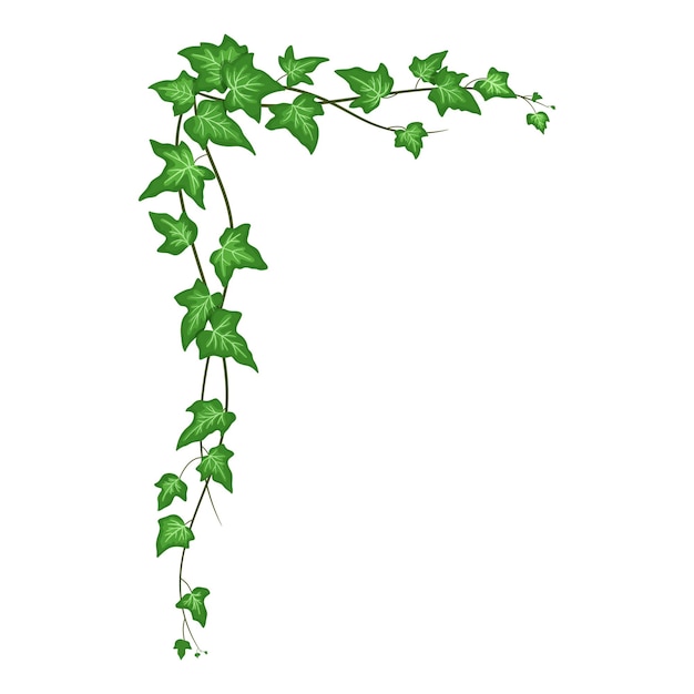 Ivy corner isolated on white background climbing vine with green leaves Vector cartoon creeper