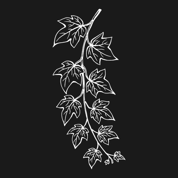 Ivy leaves Hand drawn illustration converted to vector