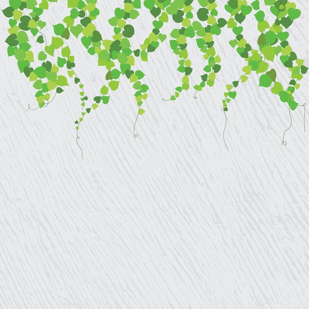 Vector ivy vines stretched out on a white wall plant green vector illustration