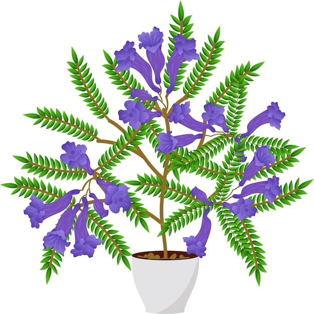 Jacaranda tree in the top Vector illustration