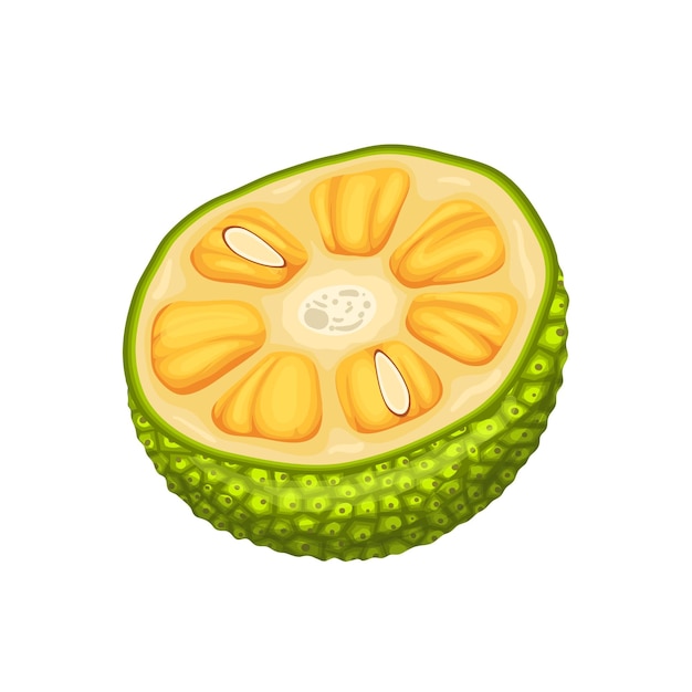 Jackfruit slice cut cartoon vector illustration