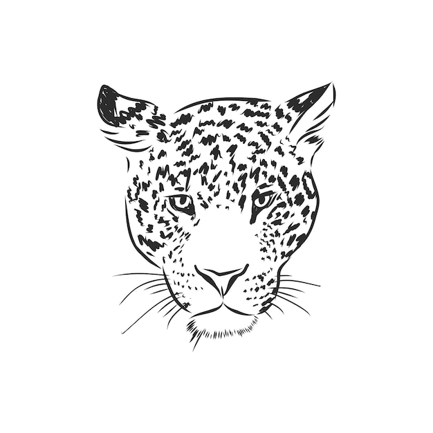 Jaguar. Hand drawn sketch illustration isolated on white background. Jaguar animal, vector sketch illustration