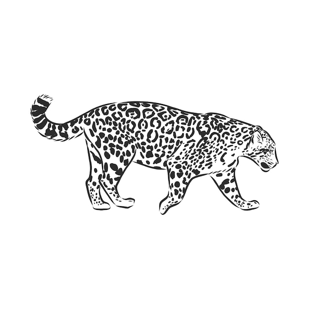 Jaguar. Hand drawn sketch illustration isolated on white background. Jaguar animal, vector sketch illustration