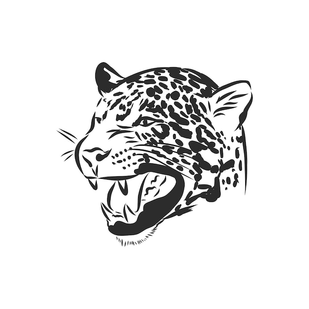 Jaguar Jaguar animal vector sketch illustration