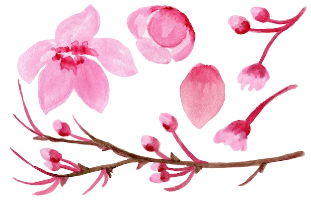 Japanese cherry blossom branch watercolor hand drawn illustration.Sakura flowers on a tree branch.