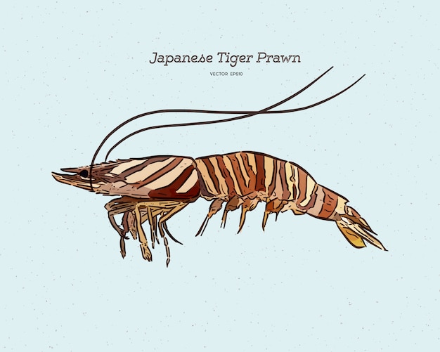 Japanese tiger prawn, hand draw sketch 