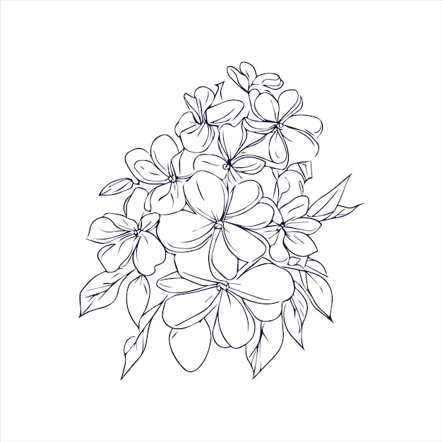 Jasmine flower line art with hand drawn