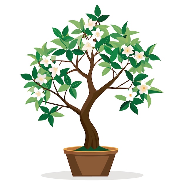 Jasmine tree in pot vector