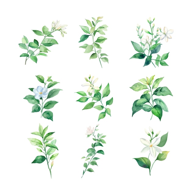 JasminumBeautiful vector watercolor illustration set of jasmine flowers and leaves