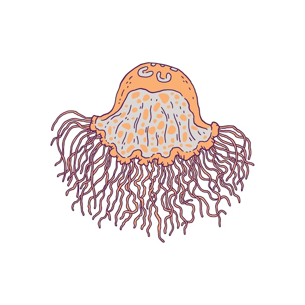 Jellyfish yellow. Vector wild ocean animal underwater life doodle line isolated illustration.