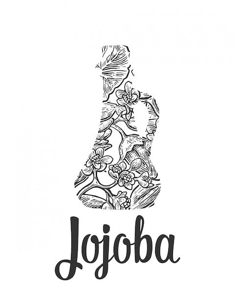 Jojoba fruit with glass jar engraved illustration.