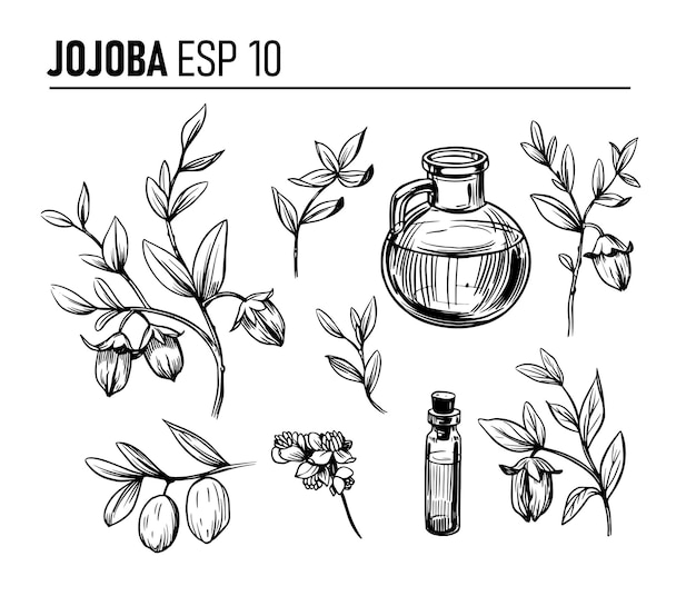 Vector jojoba plant illustration vector set sketch style medical and cosmetic plant