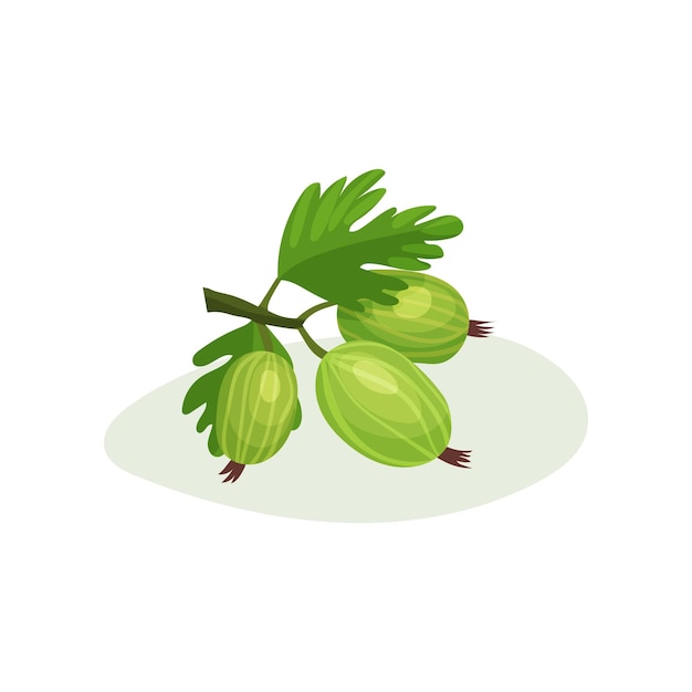 Juicy gooseberries with green leaves Sweet and sour berry Delicious summer food Flat vector design