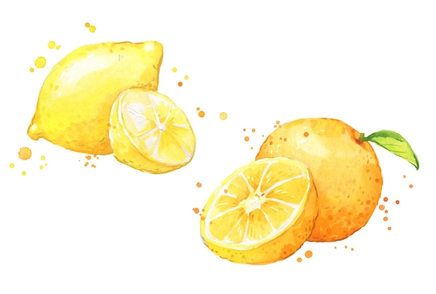 Juicy lemon and orange, citrus fruit watercolor illustration