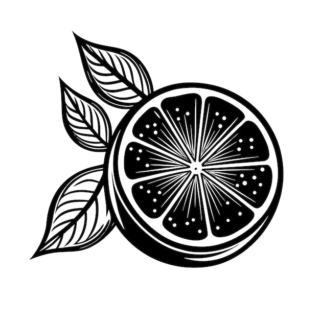 Juicy Lime Slice Vector Illustration Fun Black and White Coloring vector illustration