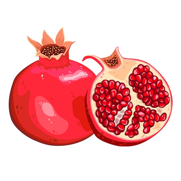 Juicy ripe pomegranate fruit vector illustration Isolated white background