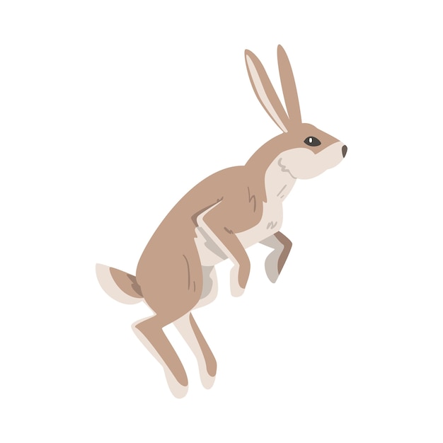 Vector jumping hare or jackrabbit as swift animal with long ears and grayish brown coat vector illustration