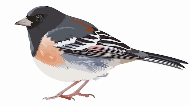 Junco Bird Clipart Isolated Vector Illustration Vibrant and Detailed Avian Artwork for Design