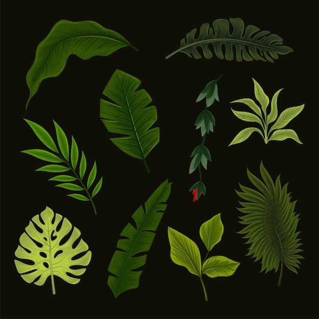 Jungle leaves on black brackground