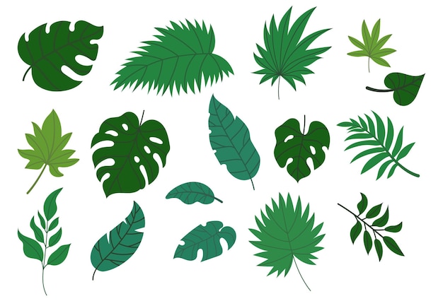 Jungle leaves Botanical green foliage elements Summer paradise exotic leaf background