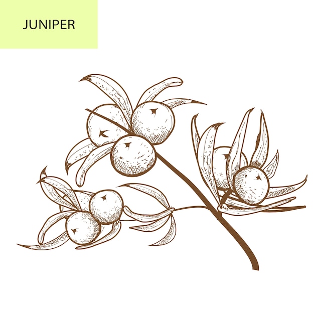 Juniper branch with berries. Hand drawn Juniper herbal illustration in sketch style