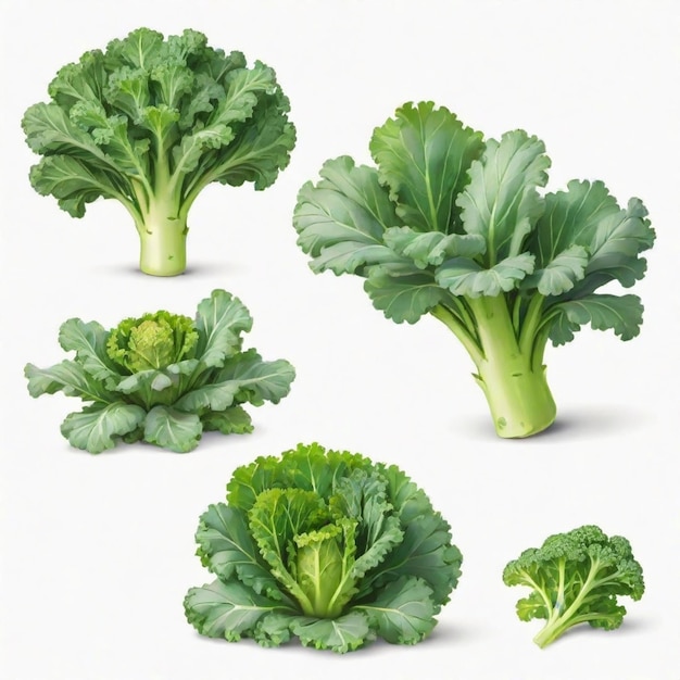 Kale cartoon vector set White background isolated