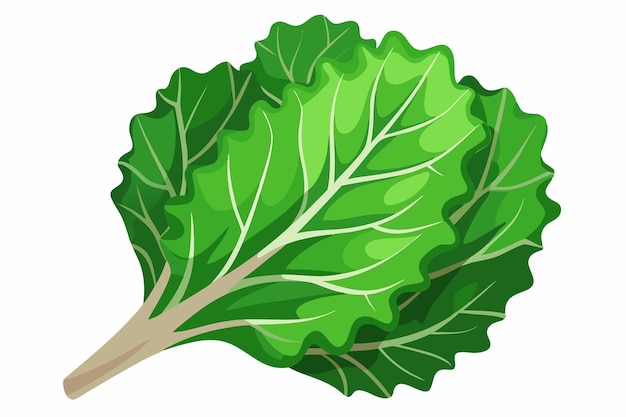 Kale vector illustration isolated in white background