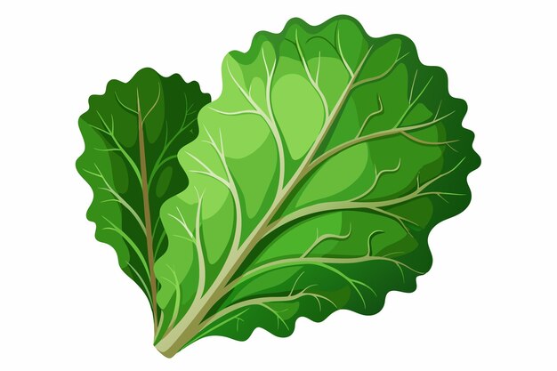 Vector kale vector illustration isolated in white background