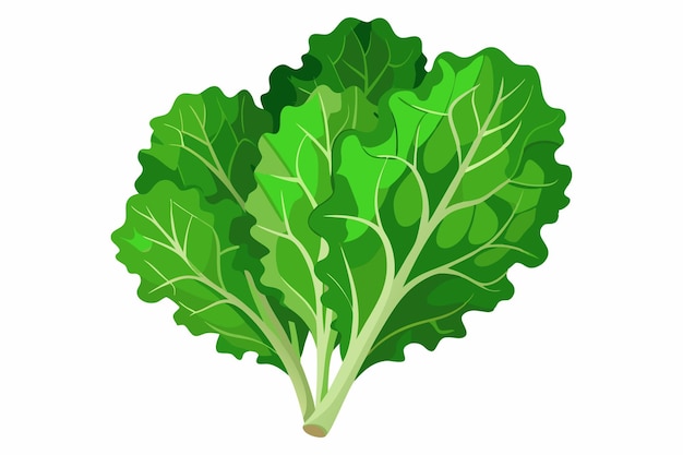 Kale vector illustration isolated in white background