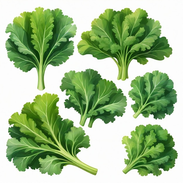 Kale vector set white background isolated a high