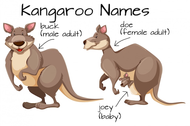 Kangaroo and body part