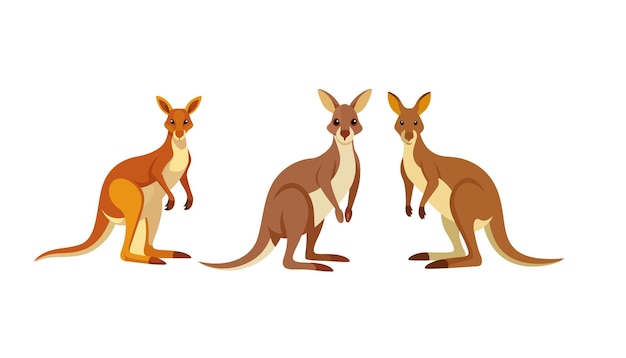 Vector kangaroo cartoon character illustration design set