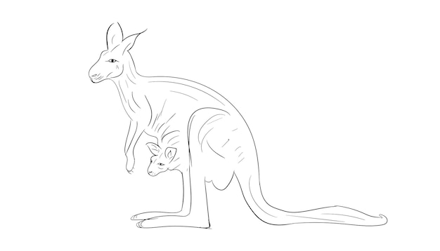 Vector kangaroo cartoon vector hand drawn kangaroo line drawing australian animal sketch of kangaroo