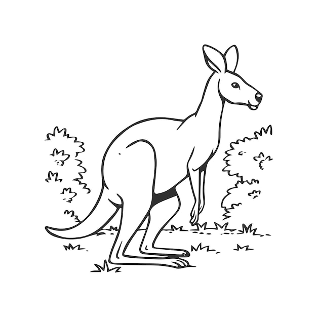 Kangaroo coloring pages Kangaroo animal outline for coloring book