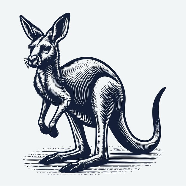 Vector kangaroo illustration with engraving