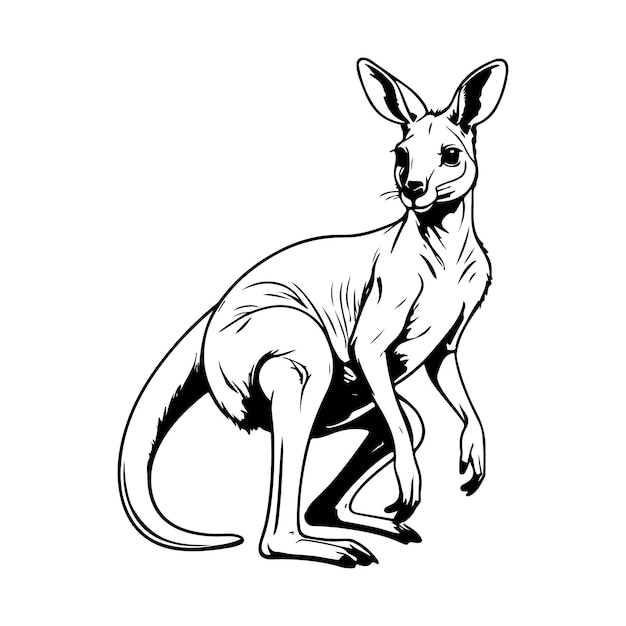 Vector kangaroo line art vector silhouette with white background