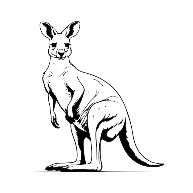 Vector kangaroo line art vector silhouette with white background