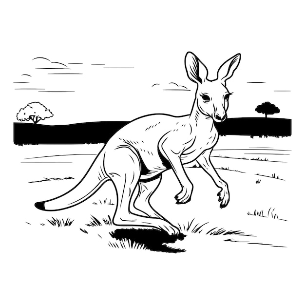 Kangaroo standing on the grass Hand drawn vector illustration