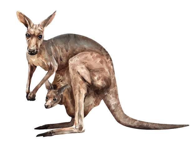 Kangaroo with a baby. Australia animal watercolor.