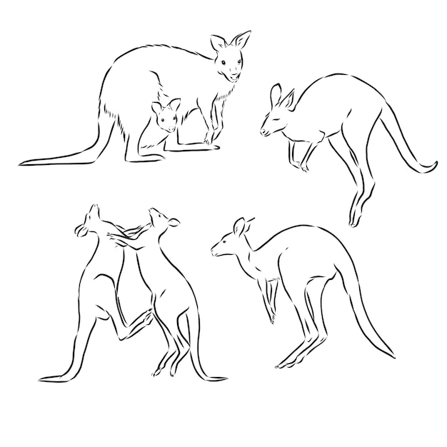 Vector kangaroos jump in graphics on a white background vector, kangaroo, vector sketch illustration