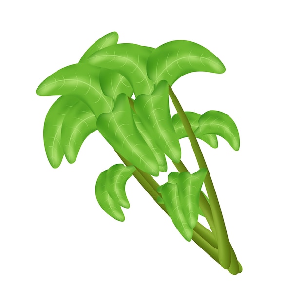 Kangkung Water Spinach Vector Illustration