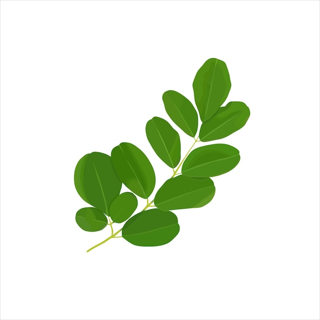 Kelor Indonesian special green Leaf Vector flat design graphic Illustration 2d HD