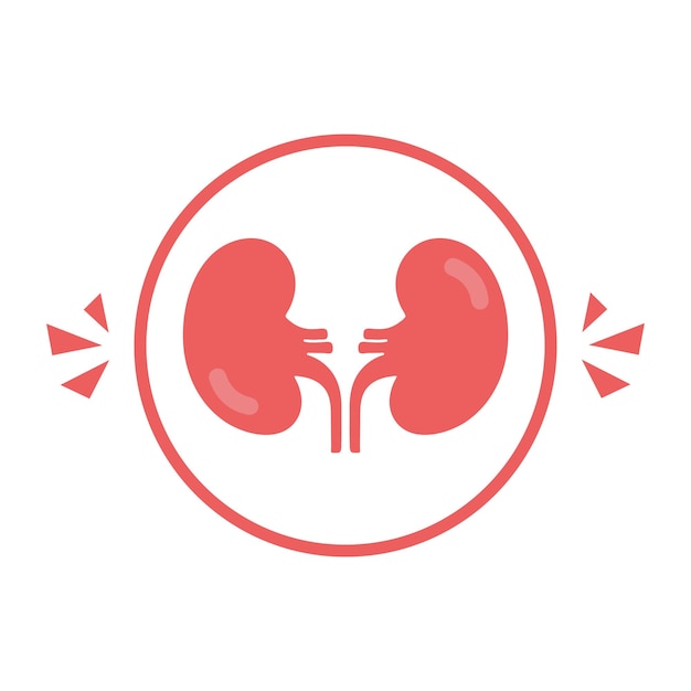 Kidney icon vector Urology logo design template Kidney organ glyph icon Vector