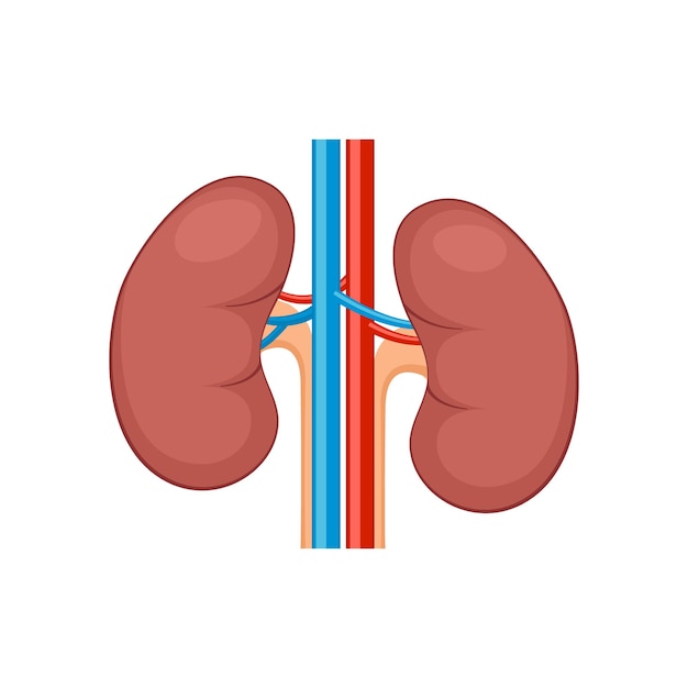 Kidney renal flat realistic icon Human kidney vector organ icon Anatomy urology or nephrology logo