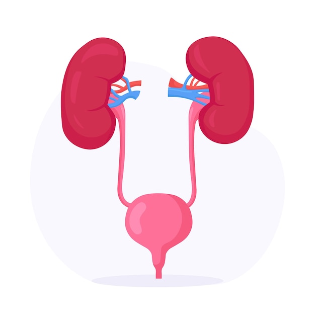 Kidneys and Bladder. Human Internal Organ. Urogenital System. Urinary Tract Infection. Nephrology, Urology. Kidney Endoscopy, Partial Nephrectomy