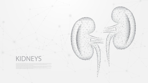 Kidneys of human anatomy structure line connection Low poly wireframe design Abstract geometric ba