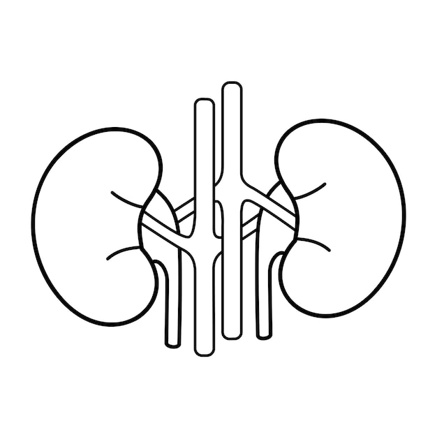 Kidneys icon Medical symbol for web and mobile app Vector black outline sign