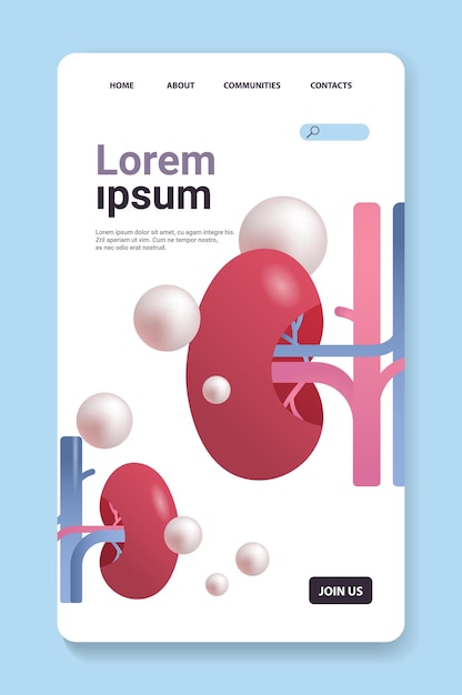 Kidneys structure human internal organ anatomy healthcare medical concept renal system