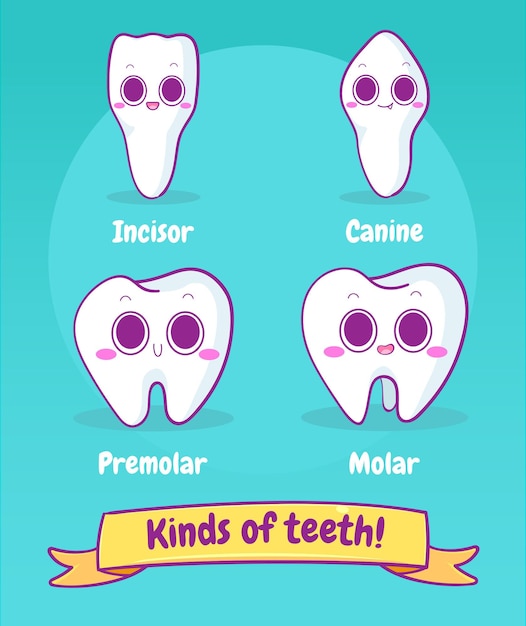 Vector kinds of teeth incisor canine premolar molar