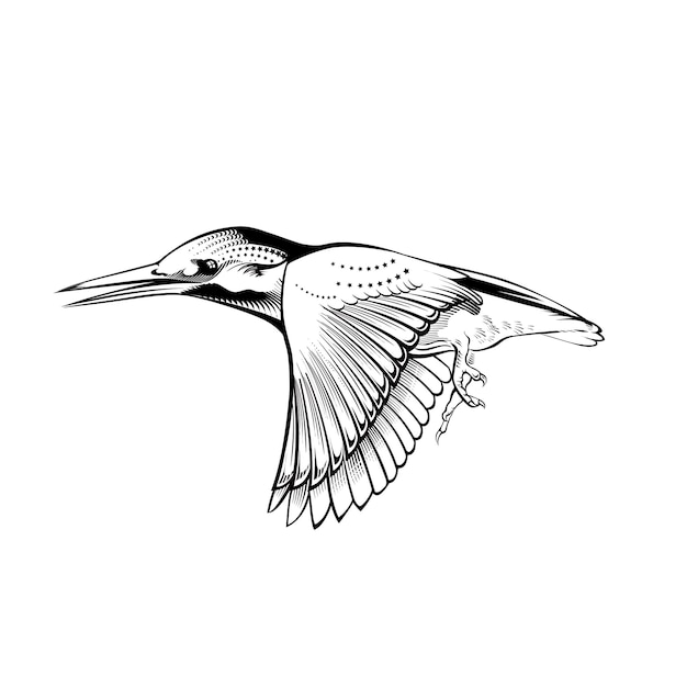 Kingfisher Bird Engraving Vector illustration